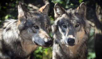 Vorgehensweise bei Wolfssichtungen, Wolfsvergrämungen und Erlegung eines Risikowolfes in Kärnten