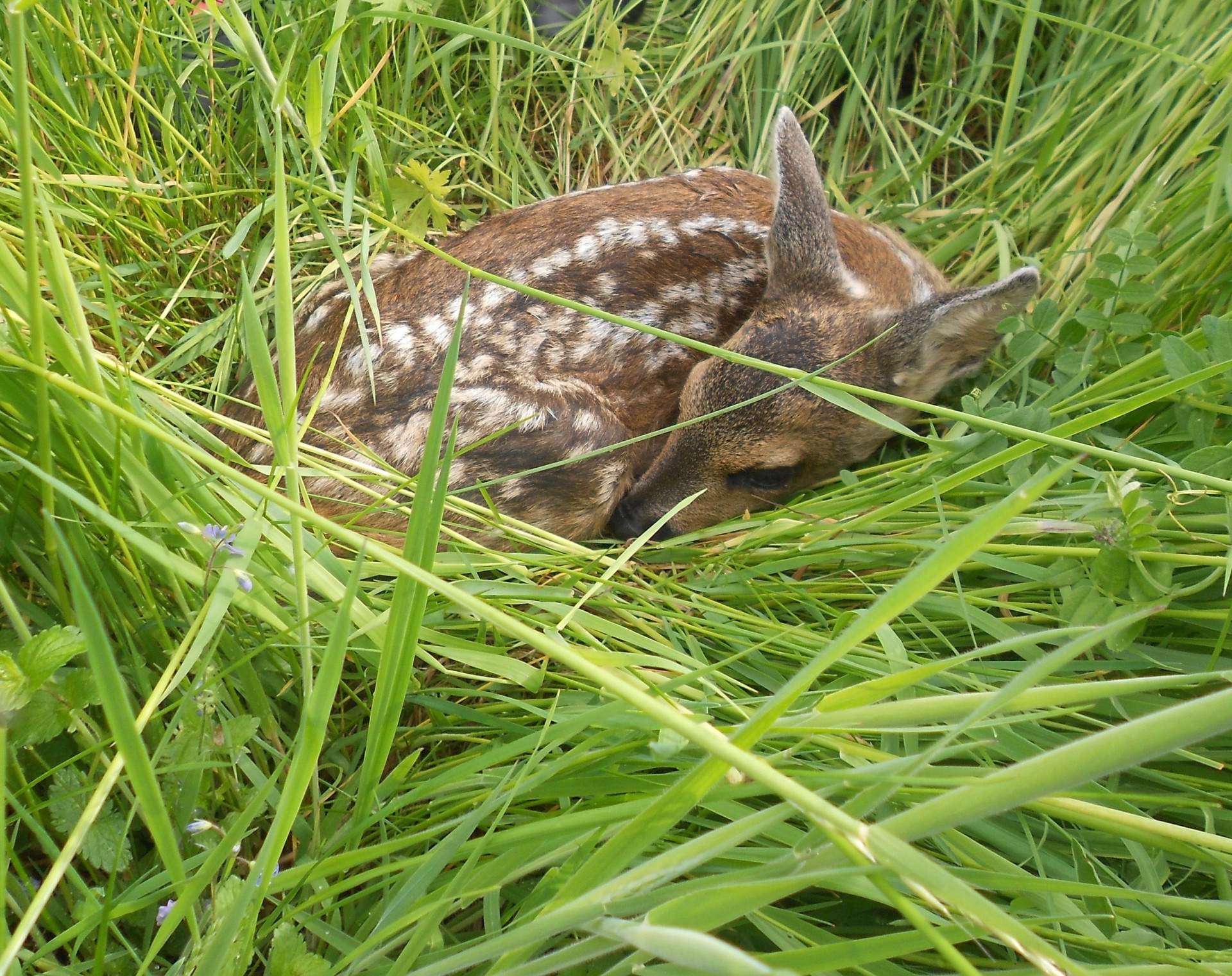 ncis-fawn-2039186.jpg