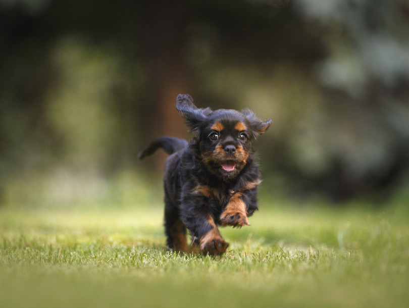 nana_amigo_canino-dog-6977210.jpg nana_amigo_canino-dog-6977210.jpg